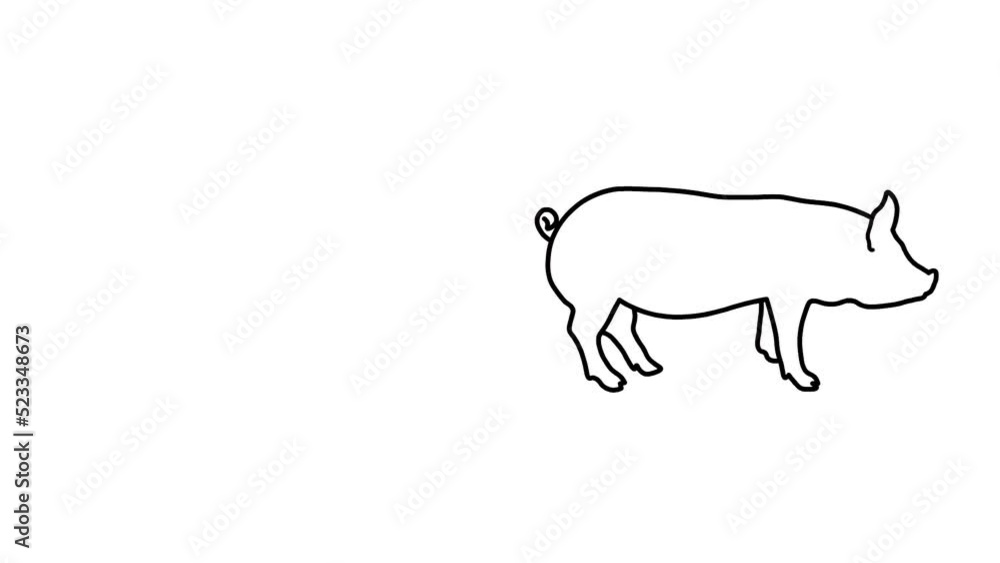pig Sketch and 2d animation pig Sketch and 2d animation