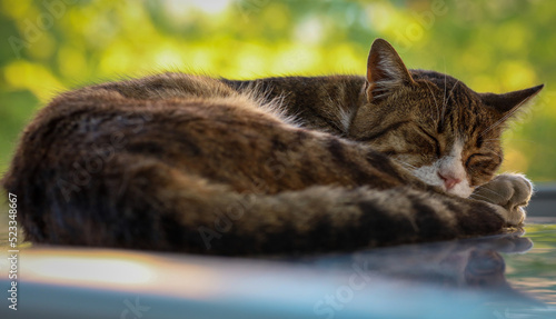 sleeping cat in the garden with bokeh photo