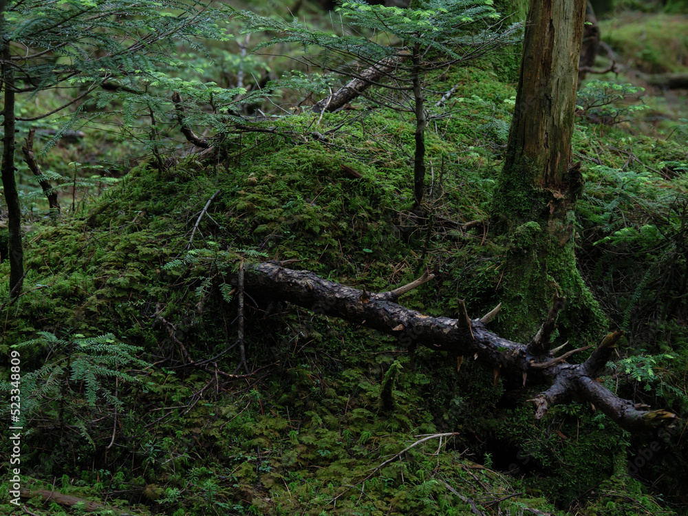 Fototapeta premium 北八ヶ岳白駒の池 苔の森