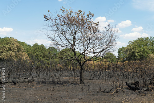 Photography Burned tree and undergrowth at Hollow Ponds after a forest fire.