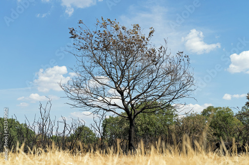 Photography Burned tree and undergrowth at Hollow Ponds after a forest fire.