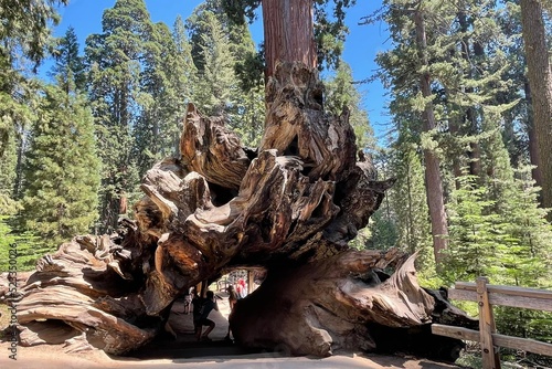 Sequoiadendron giganteum, fallen with the trunk open used as a passage in the general grant grove. It belongs to the Cupressaceae family. The species is known by the common names of giant sequoia or m