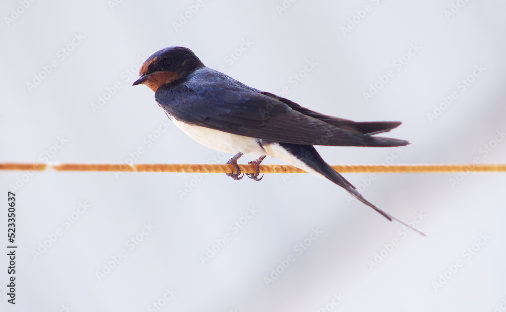 Fototapeta premium Swallow 