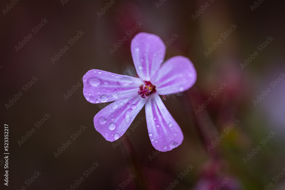 Close up herb robert, geranium robertianum in a yard after the rain Close up herb robert, geranium robertianum in a yard after the rain