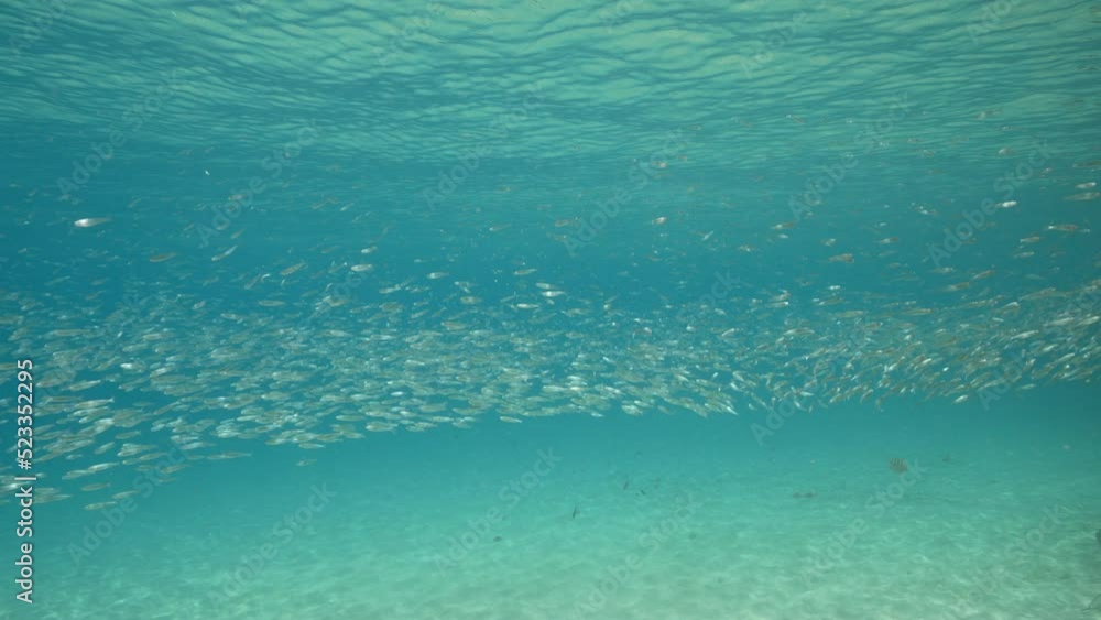 Super Slow Motion: Seascape with School of juvenile Fish in the Caribbean Sea, Curacao Super Slow Motion: Seascape with School of juvenile Fish in the Caribbean Sea, Curacao