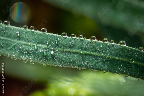 Droplets after the rain on a green leafs in a sunlight