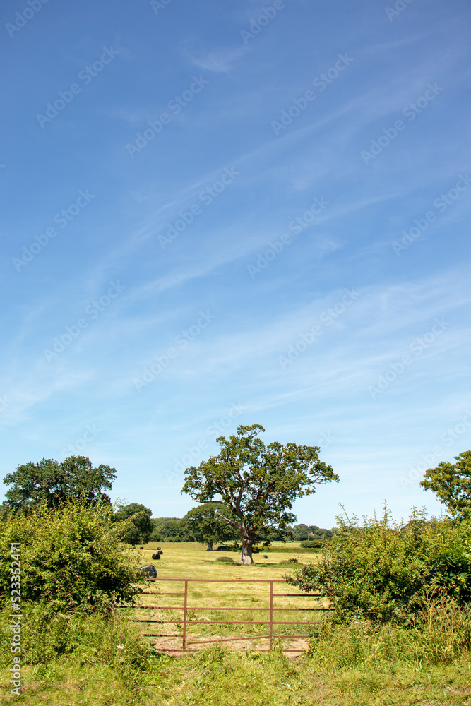 Old oak trees and straw bales in a summertime field.