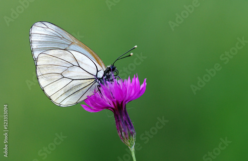 Aporia crataegi, the black-veined white, is a large butterfly of the family Pieridae.