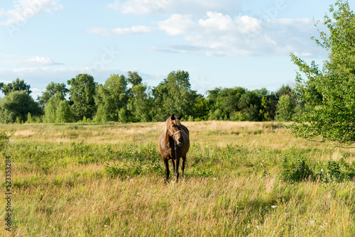 beautiful horse in the field on a sunny summer day