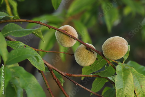 Fototapeta Peaches on the tree in the orchard