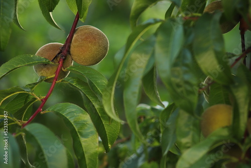 Fotografie Peaches on the tree in the orchard