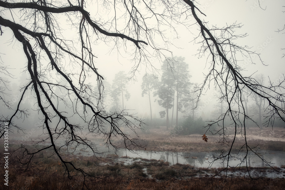Beautiful atmospheric autumn foggy forest landscape. The last leaf on the bare branches of a tree on a rainy foggy day. Mysterious forest, autumn scene. Nature background. Atmospheric landscape Beautiful atmospheric autumn foggy forest landscape. The last leaf on the bare branches of a tree on a rainy foggy day. Mysterious forest, autumn scene. Nature background. Atmospheric landscape