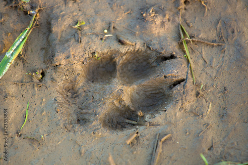 The tracks of a young fox on the wet yellow sand after the rain