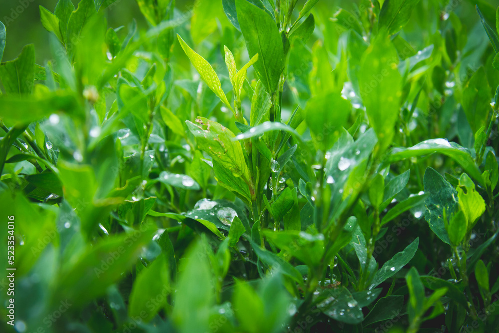 Fototapeta premium Dew on the grass. Morning foliage of green grass. Summer freshness.