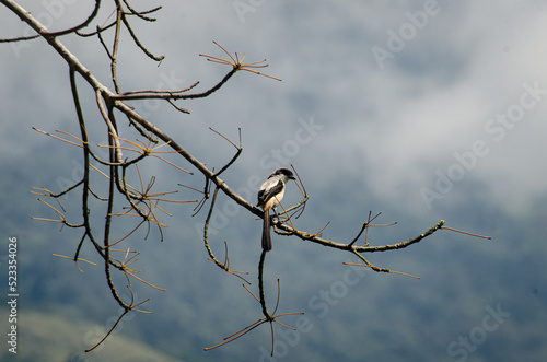 Bentet kelabu or  Long-tailed Shrike is perched on a tree branch photo