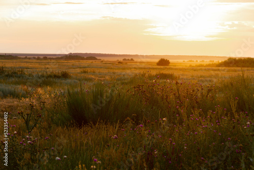 Beautiful sunset in the field. Landscape at sunset. Flowers and grass in the sun