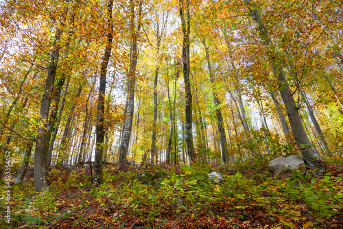 Sunny colourful fall season forest landscape.