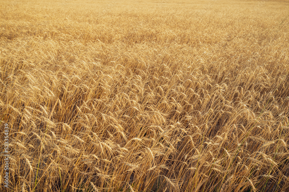 Fototapeta premium golden wheat field in summer