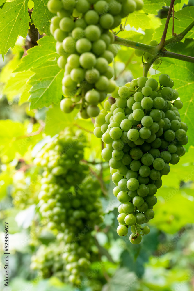 Clusters of wine grapes in a vineyard 