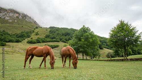 Horses in a free pasture in the mountain valley. Landscape panorama of the mountains in the summer