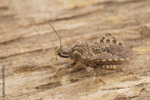 Closeup on a Mediterranean grey colored Assassin groundbug, Coranus griseus sitting on wood photo