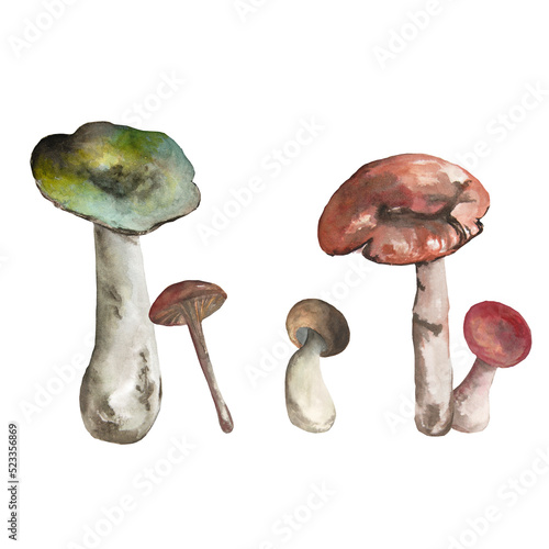 Syroezhka mushroom, watercolor. A bitmap image on a white background. It can be used on postcards, posters, patterns. photo
