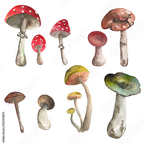 Mushroom composition. Watercolor drawing. A bitmap image on a white background. It can be used on postcards, posters, patterns.