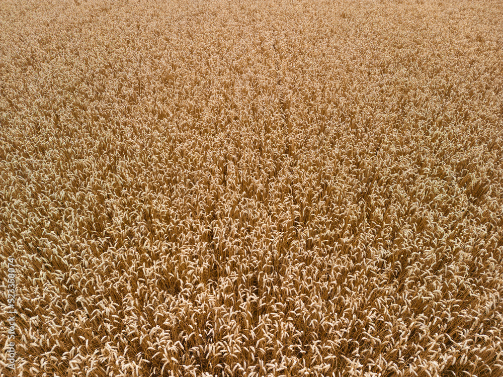 Low level aspect aerial view over a golden wheat field crop ready for harvesting in the rural English countryside farmland