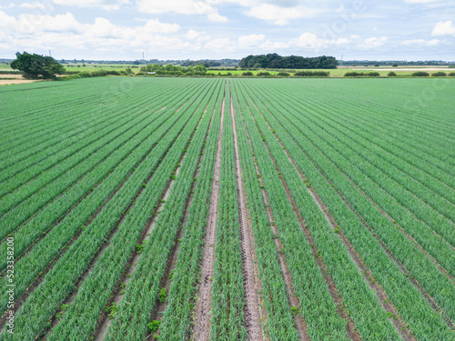 Mid level aspect aerial view of a crop of onions in the rural English countryside farmland
