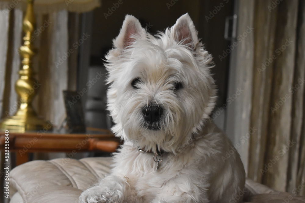 Close-up of a beautiful West Highland White Terrier dog lying on sofa stool looking at camera in blurred background. Close-up of a beautiful West Highland White Terrier dog lying on sofa stool looking at camera in blurred background.