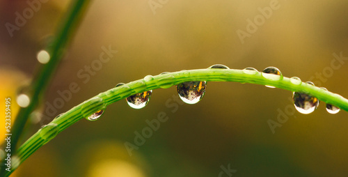 Dew drops on leaves close-up. Summer beautiful fresh background