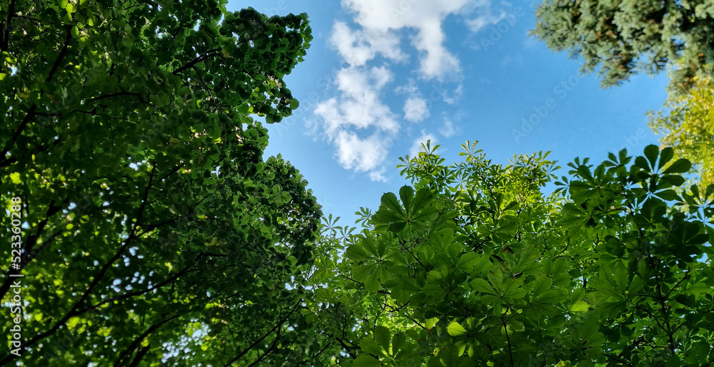 Green foliage and blue sky background. Green foliage and blue sky background.
