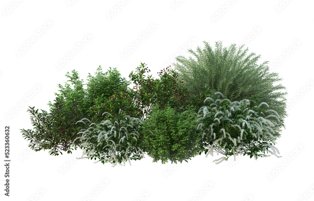 Fototapeta premium Shrubs and flower on a transparent background 
