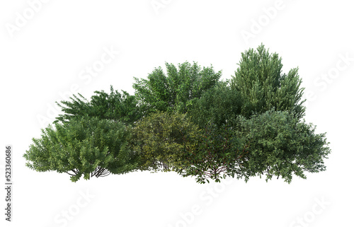 Photographie Shrubs and flower on a transparent background