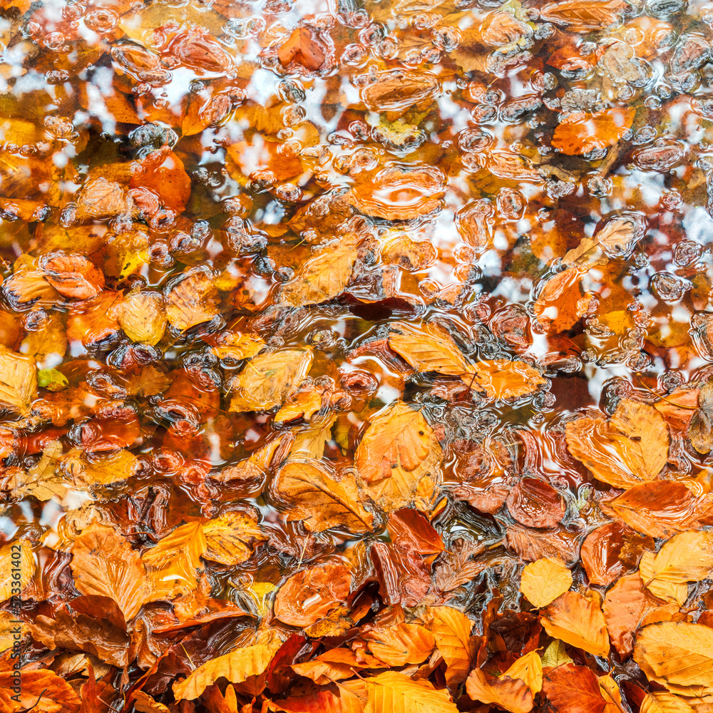 Stunning abstract intimate landscape image of vibrant golden beech leaves in lake edge