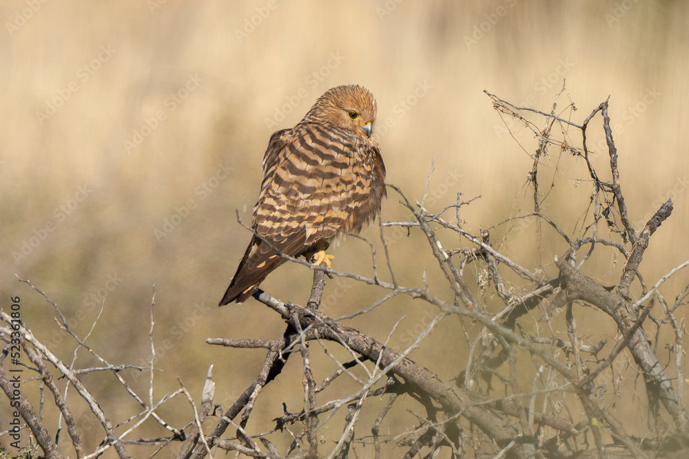 Fototapeta premium Crécerelle aux yeux blancs, Grand crécerelle, .Falco rupicoloides - Greater Kestrel