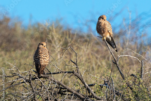 Crécerelle aux yeux blancs, Grand crécerelle, .Falco rupicoloides - Greater Kestrel photo