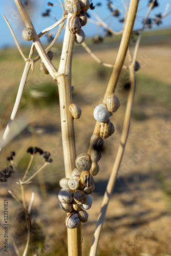 Hélise de Pise, Linaçon de Pise, Cacagouille rosée, Thela pisana, Site ostréicole, Fort Royer, Réserve naturelle maritime, Moêze Oléron, Ile d'Oléron, Charentes Maritimes, 17 photo