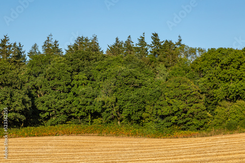 A golden field of cereal crops with green trees and blue sky behind photo