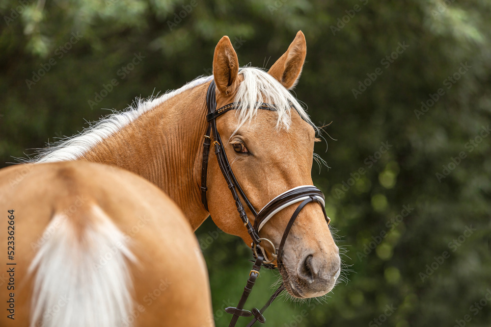 Head portrait of a bridled dressage horse. Portrait of a beautiful palomino kinsky warmblood horse gelding in summer outdoors Head portrait of a bridled dressage horse. Portrait of a beautiful palomino kinsky warmblood horse gelding in summer outdoors