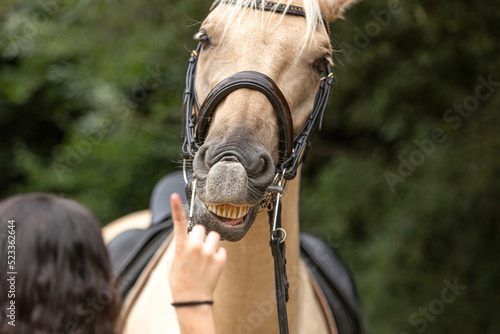 Close-up of a horse doing a trick on command. Situation looks like the rider and the horse are arguing © Annabell Gsödl
