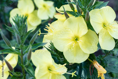Foto Oenothera biennis, Common evening primrose yellow flowers just opened in the eve