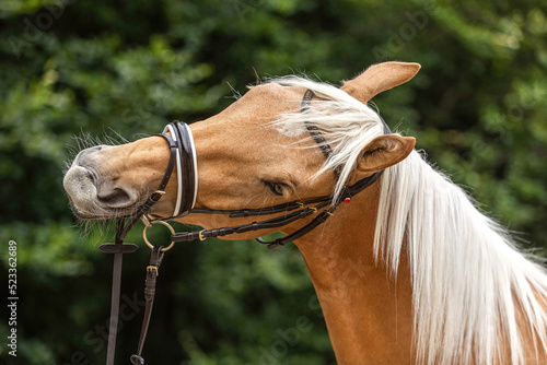 Head portrait of a bridled dressage horse. Portrait of a beautiful palomino kinsky warmblood horse gelding in summer outdoors photo