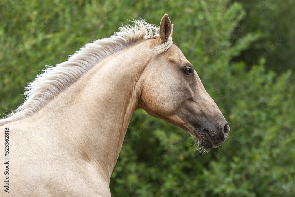 Head portrait of a palomino kinsky horse gelding on a pasture in summer outdoors Head portrait of a palomino kinsky horse gelding on a pasture in summer outdoors