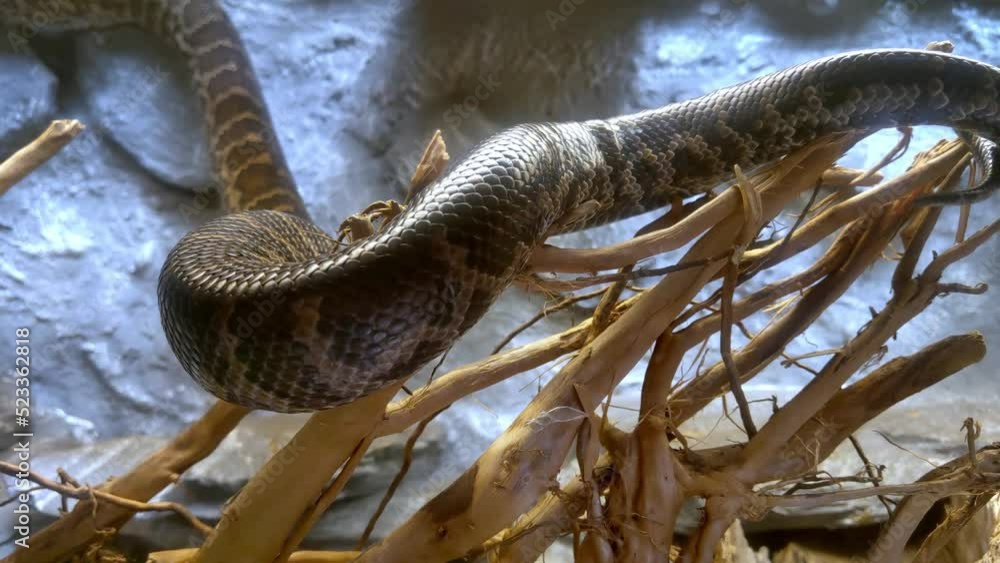 Closeup on a snake that crawls on a tree and a stone wall. Animals and