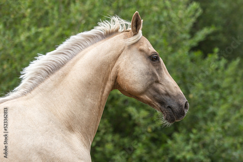 Head portrait of a palomino kinsky horse gelding on a pasture in summer outdoors © Annabell Gsödl