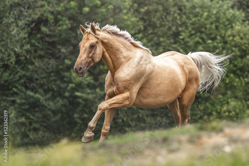 Portrait of a palomino kinsky horse warmblood gelding on a summer pasture in front of a rural mountain landscape