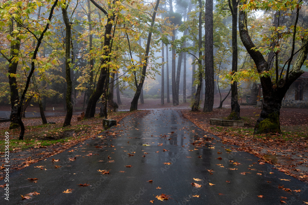 Autumn landscape with trees and autumn leaves on the ground after rain. Troodos forest in Cyprus