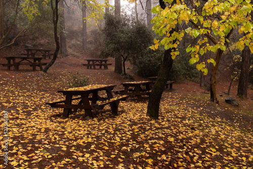 Autumn landscape with trees and Autumn leaves on the ground after rain