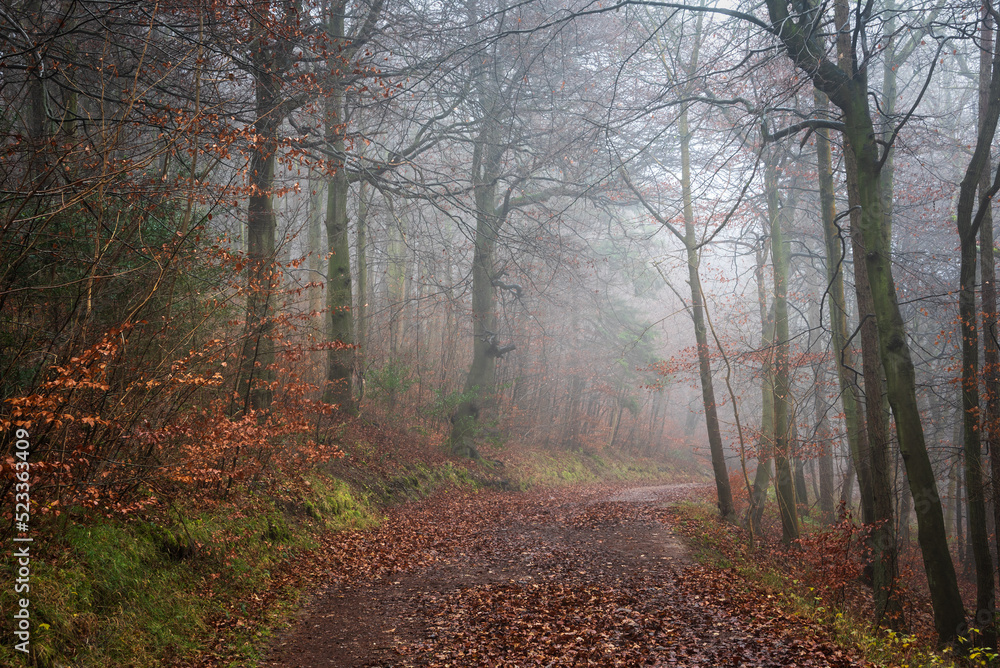 Mhysterious dramatic foggy woodland landscape image in English countryisde